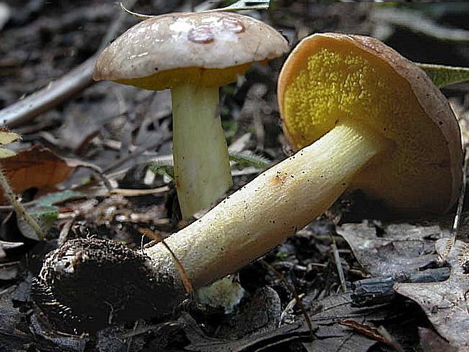 Funghi poco comuni:-  Aureoboletus gentilis